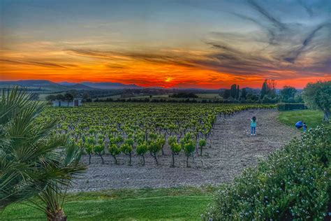 Vigneti del Salento al tramonto