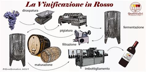 Schematizzazione del processo di vinificazione e analisi di mercato