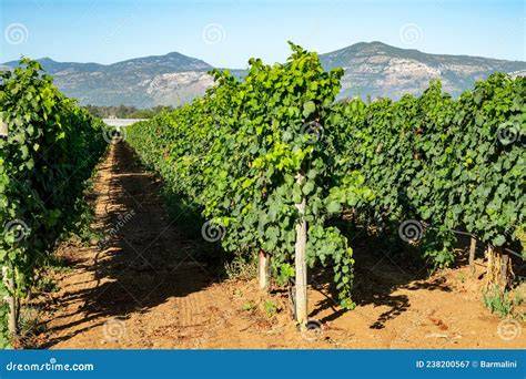 Vigneti di uve a bacca bianca in una giornata di sole