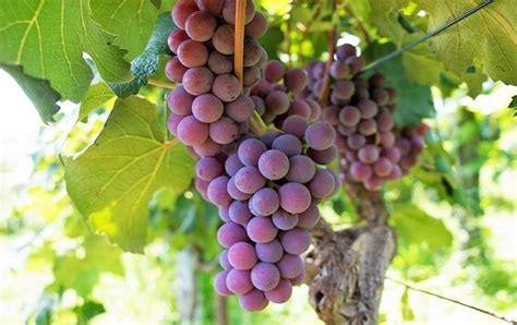 Grappoli di uva Moscato