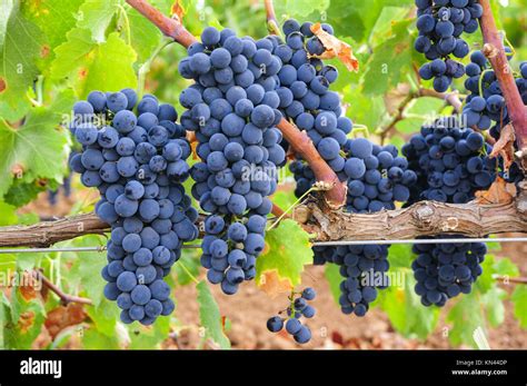 Grappoli d'uva matura in vigna