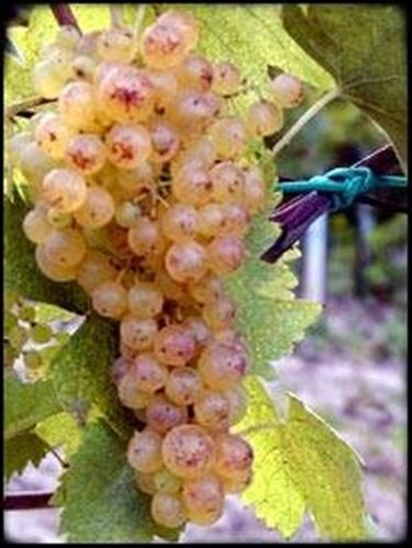 Uva Vernaccia in vigna