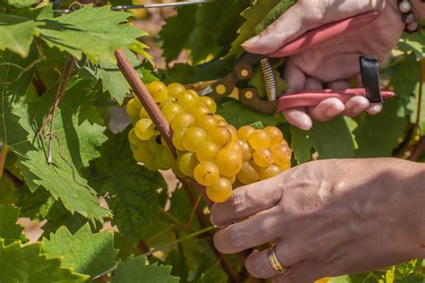 Uve Vernaccia pronte per la raccolta