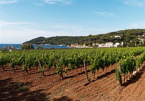 Vigneti di Aleatico sull'Isola d'Elba