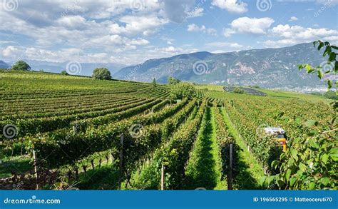 Vigneti del Trentino-Alto Adige