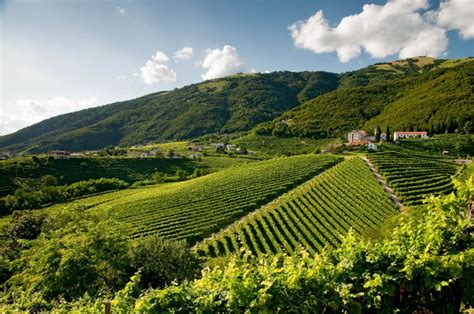 Una vigna di Prosecco sulle colline venete